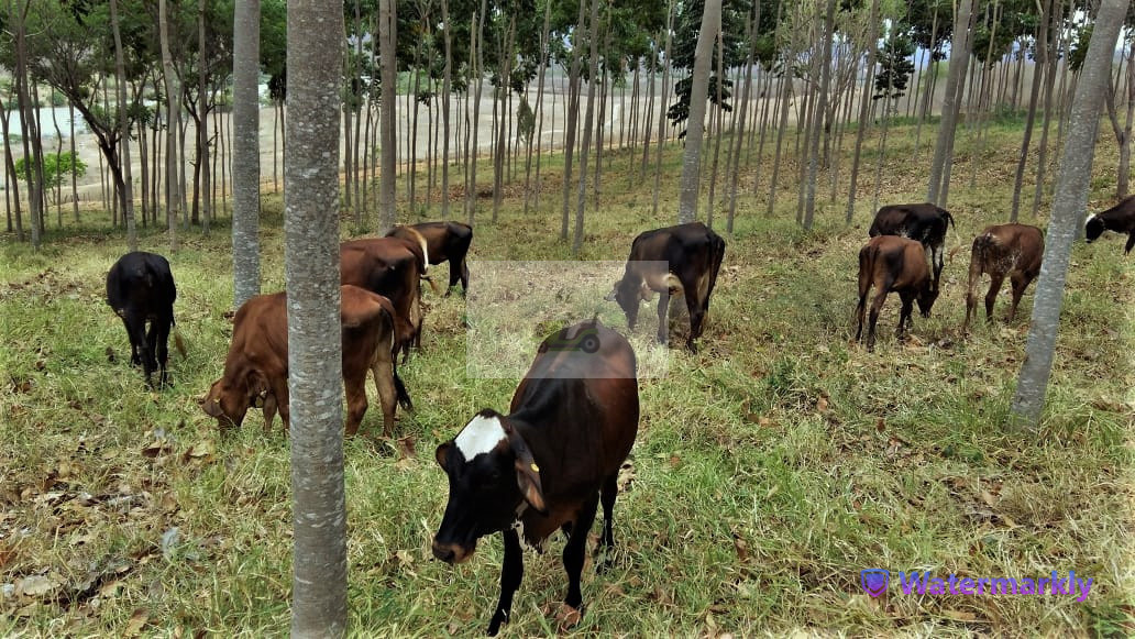 Chácara à venda com 4 quartos, 1440000m² - Foto 12