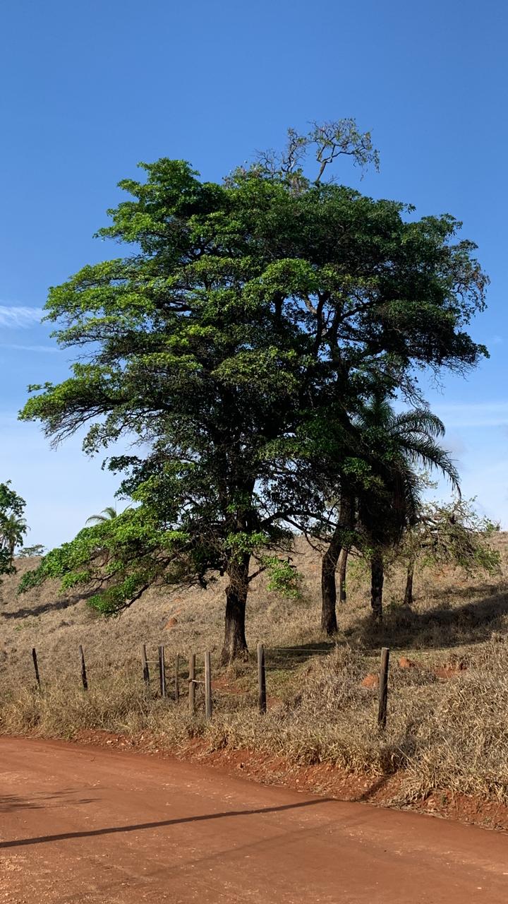 Chácara à venda com 1 quarto, 20000m² - Foto 9