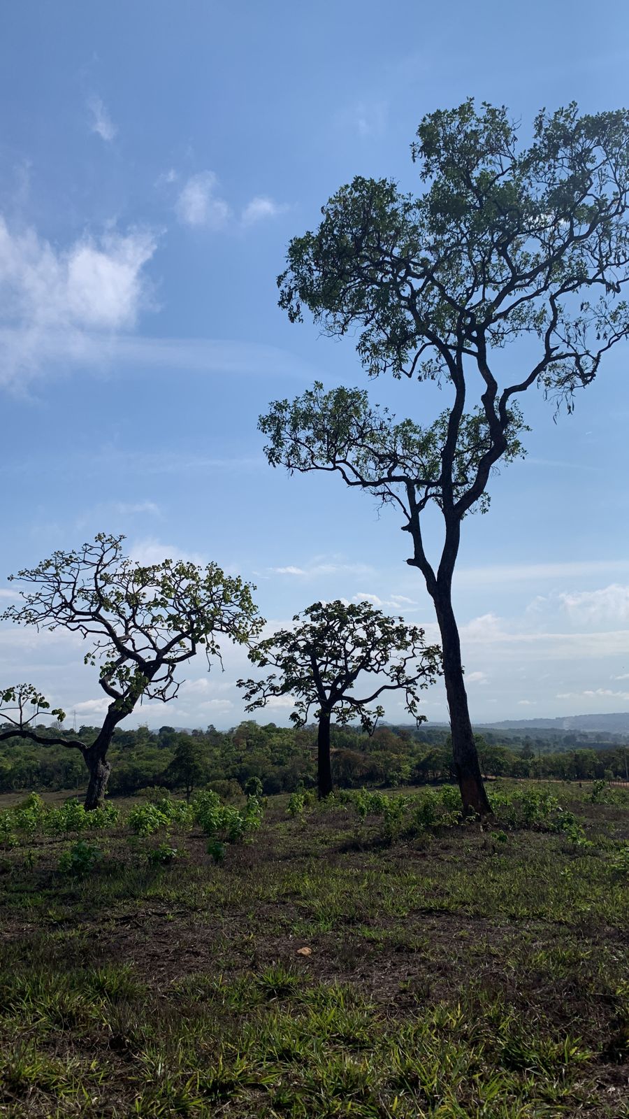 Chácara à venda com 1 quarto, 20000m² - Foto 8