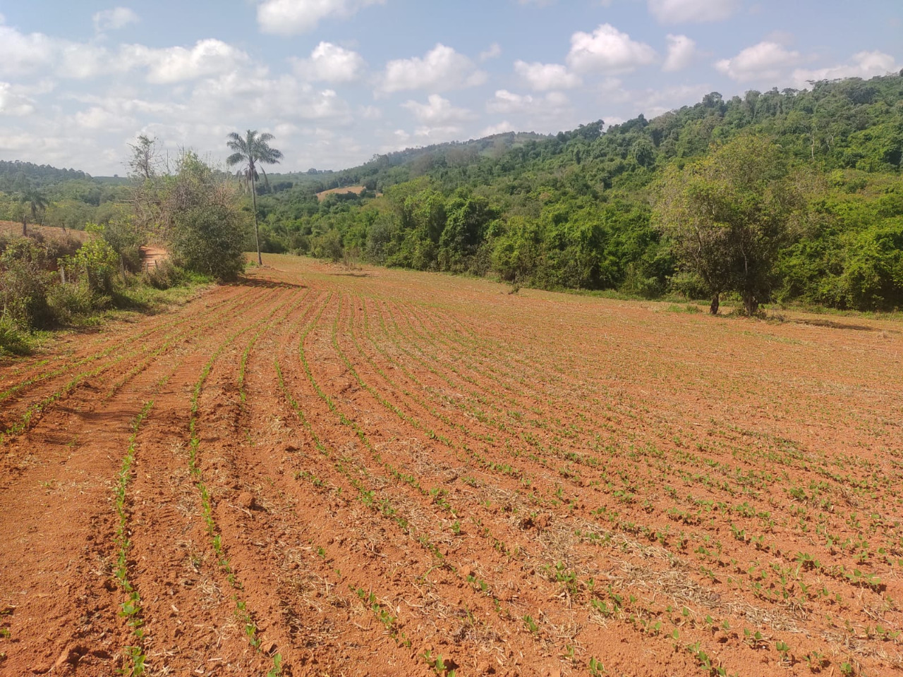 Chácara à venda com 4 quartos, 1210000m² - Foto 4