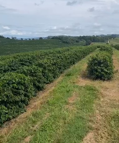 Chácara à venda com 3 quartos, 3970000m² - Foto 9