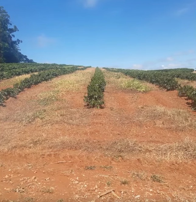 Chácara à venda com 3 quartos, 3970000m² - Foto 11