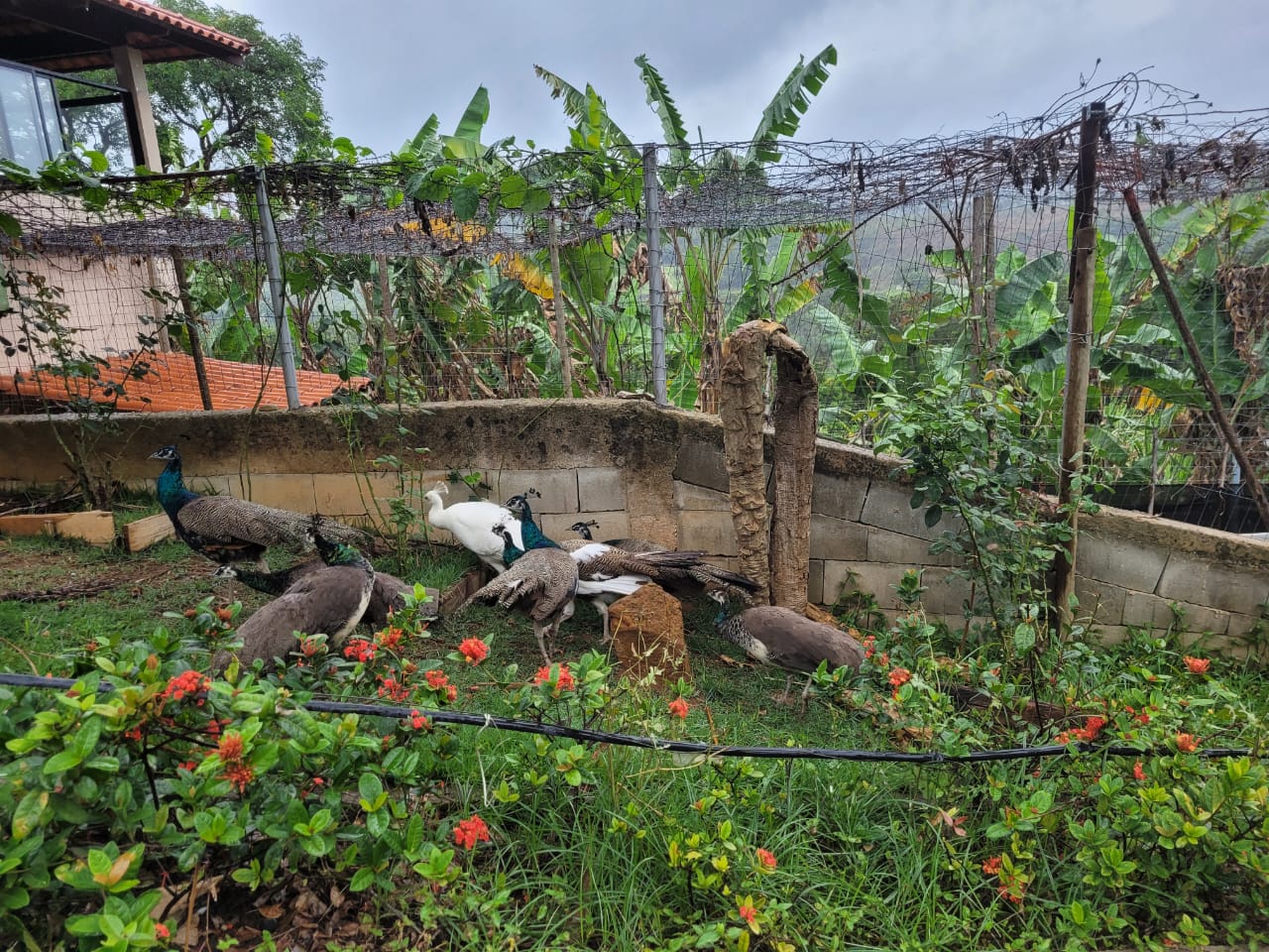 Chácara à venda com 4 quartos, 51000m² - Foto 14