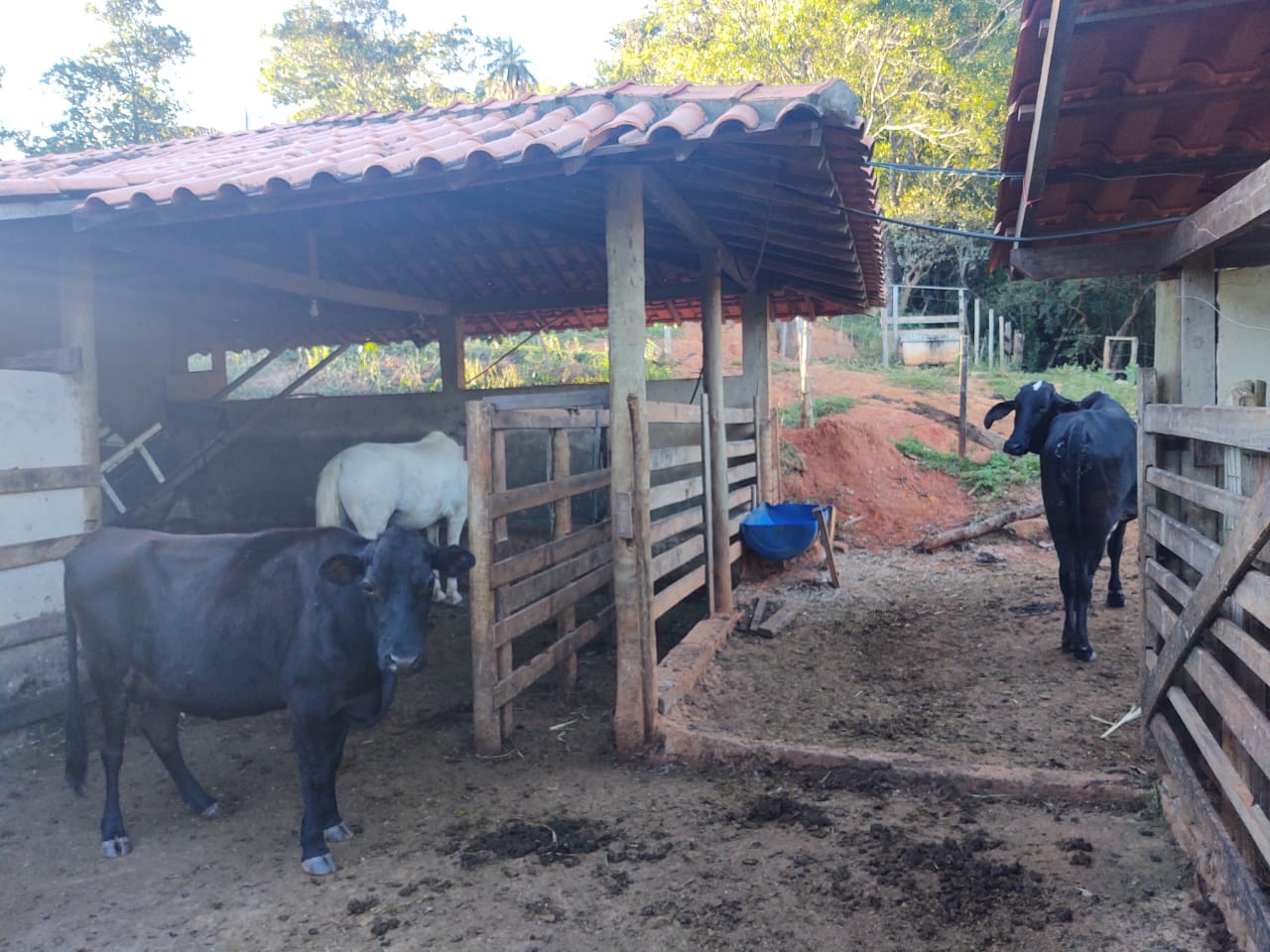 Chácara à venda com 4 quartos, 51000m² - Foto 12