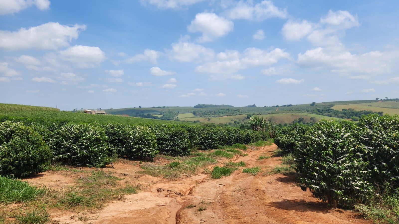 Chácara à venda com 1 quarto, 254000m² - Foto 8