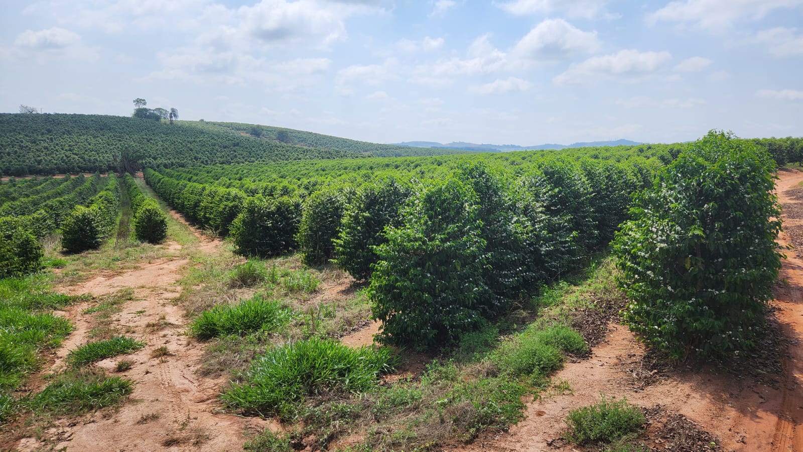 Chácara à venda com 1 quarto, 254000m² - Foto 2