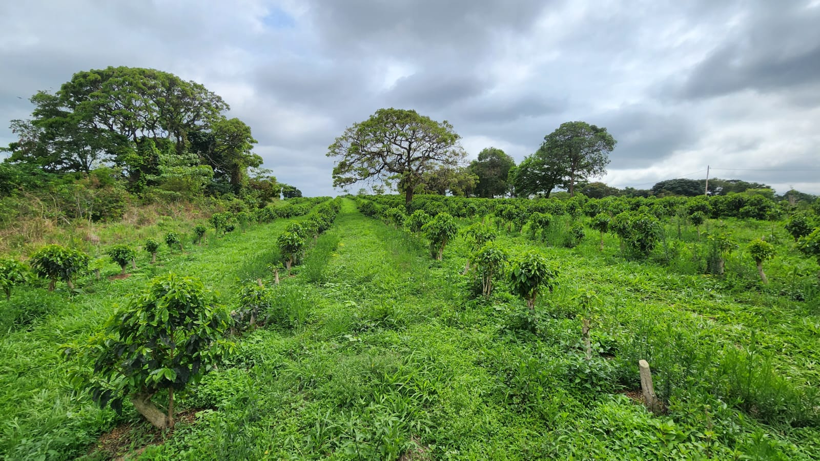 Chácara à venda com 4 quartos, 660000m² - Foto 8