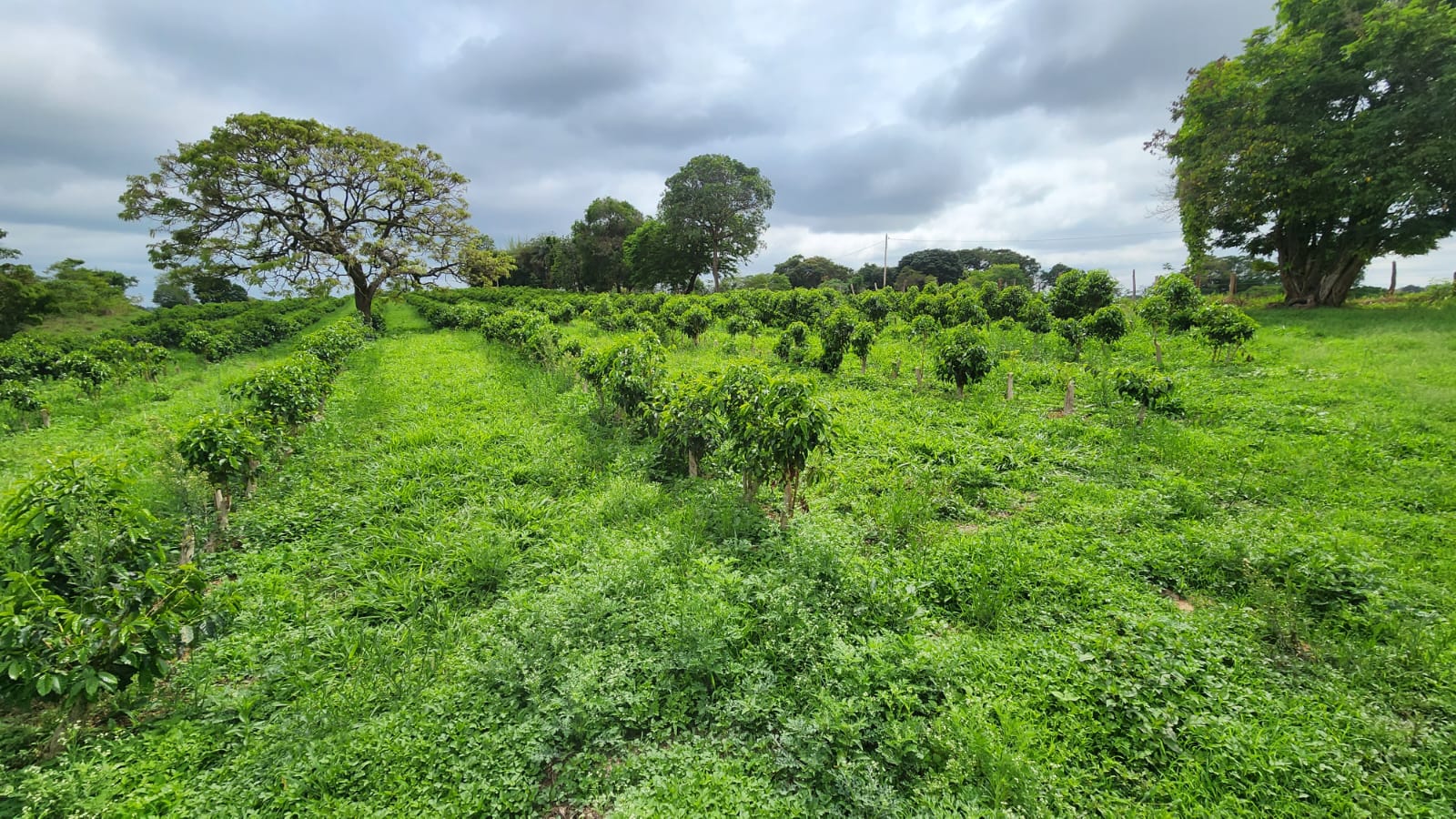 Chácara à venda com 4 quartos, 660000m² - Foto 18