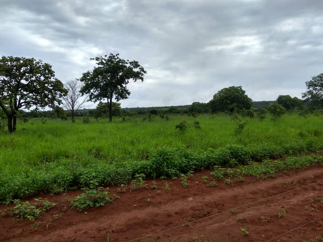 Chácara, 5 quartos, 620 hectares - Foto 1