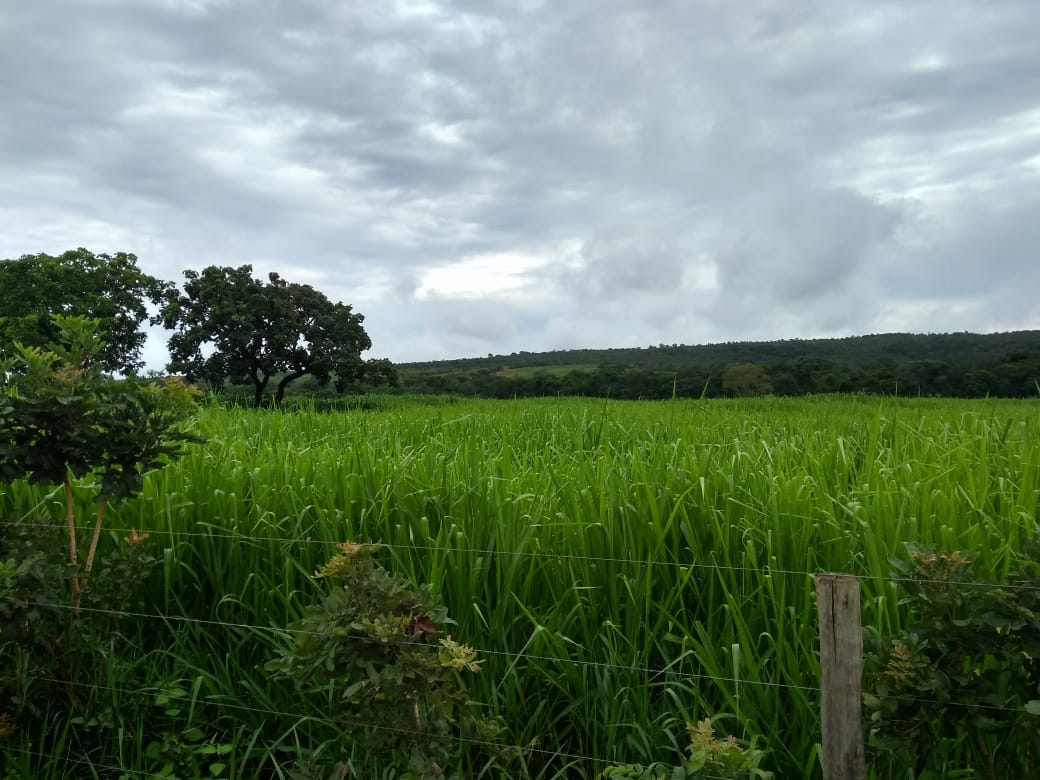 Chácara, 5 quartos, 620 hectares - Foto 2