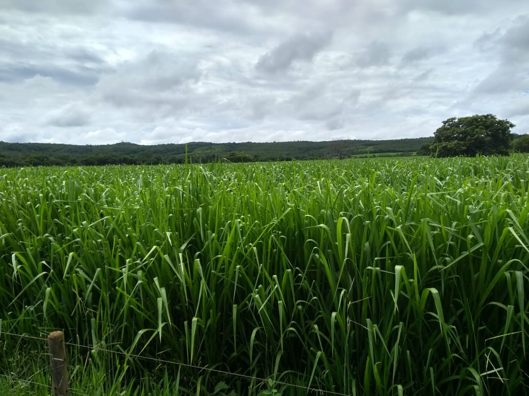 Chácara, 5 quartos, 620 hectares - Foto 3