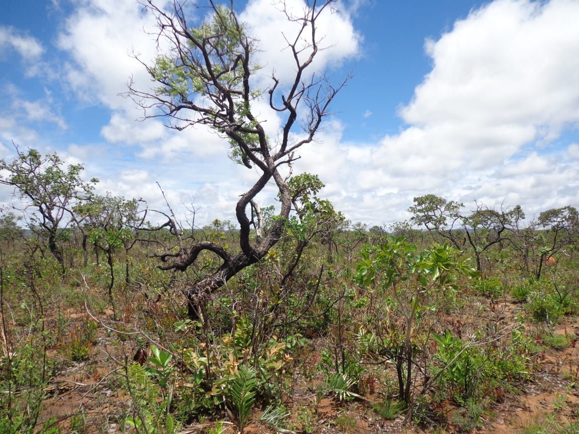 Chácara à venda com 1 quarto, 17650000m² - Foto 8