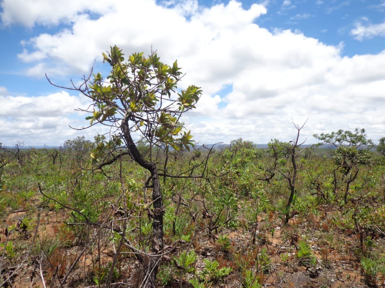 Chácara à venda com 1 quarto, 17650000m² - Foto 5