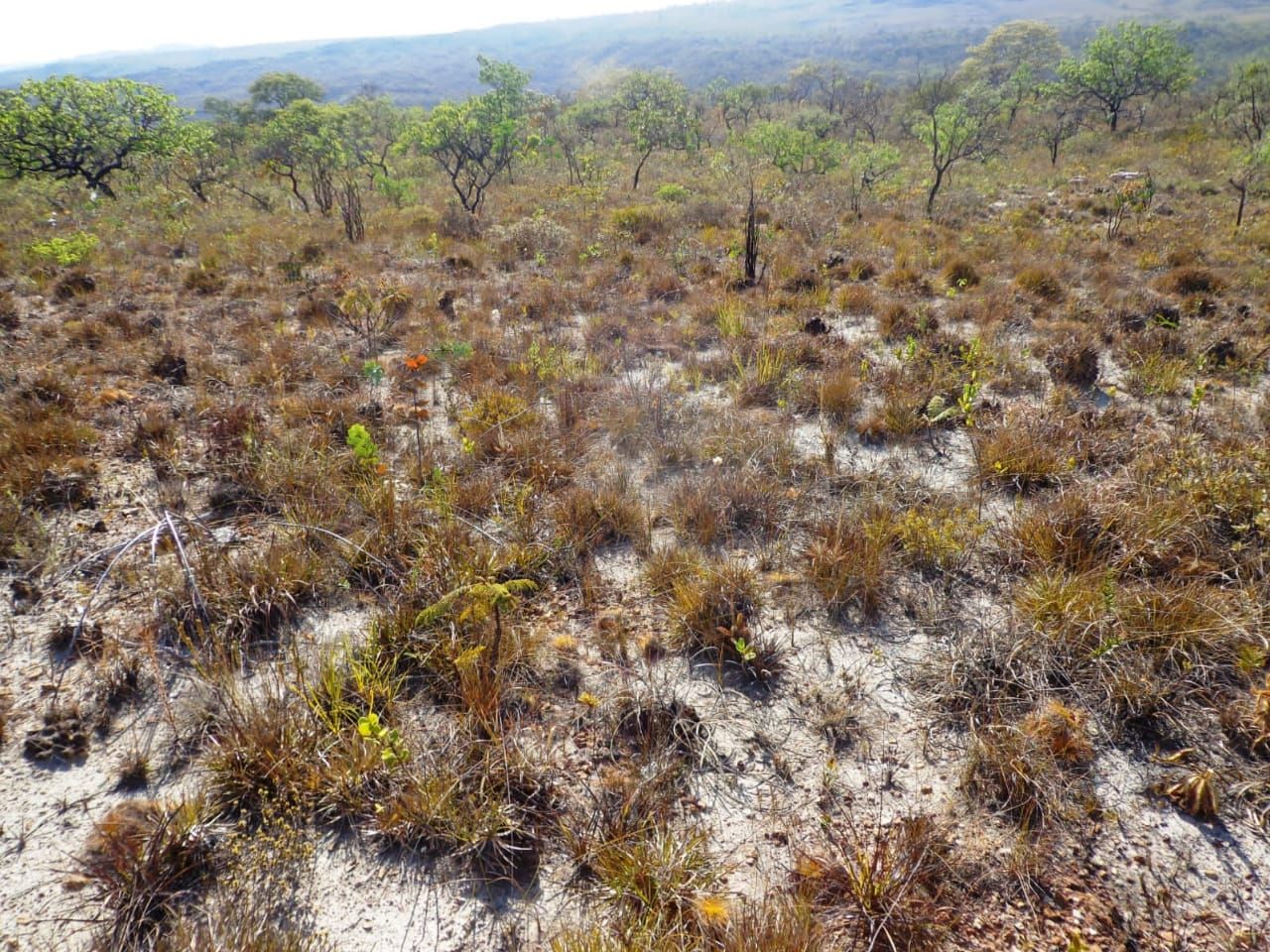 Chácara à venda com 1 quarto, 17650000m² - Foto 20