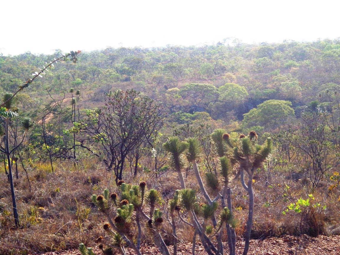 Chácara à venda com 1 quarto, 17650000m² - Foto 17