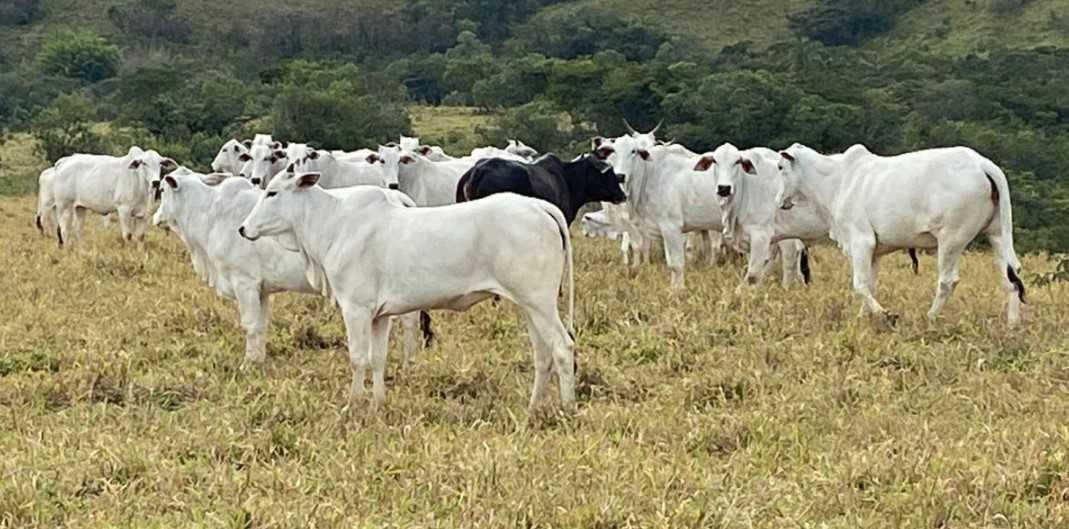 Chácara à venda com 4 quartos, 1190000m² - Foto 10