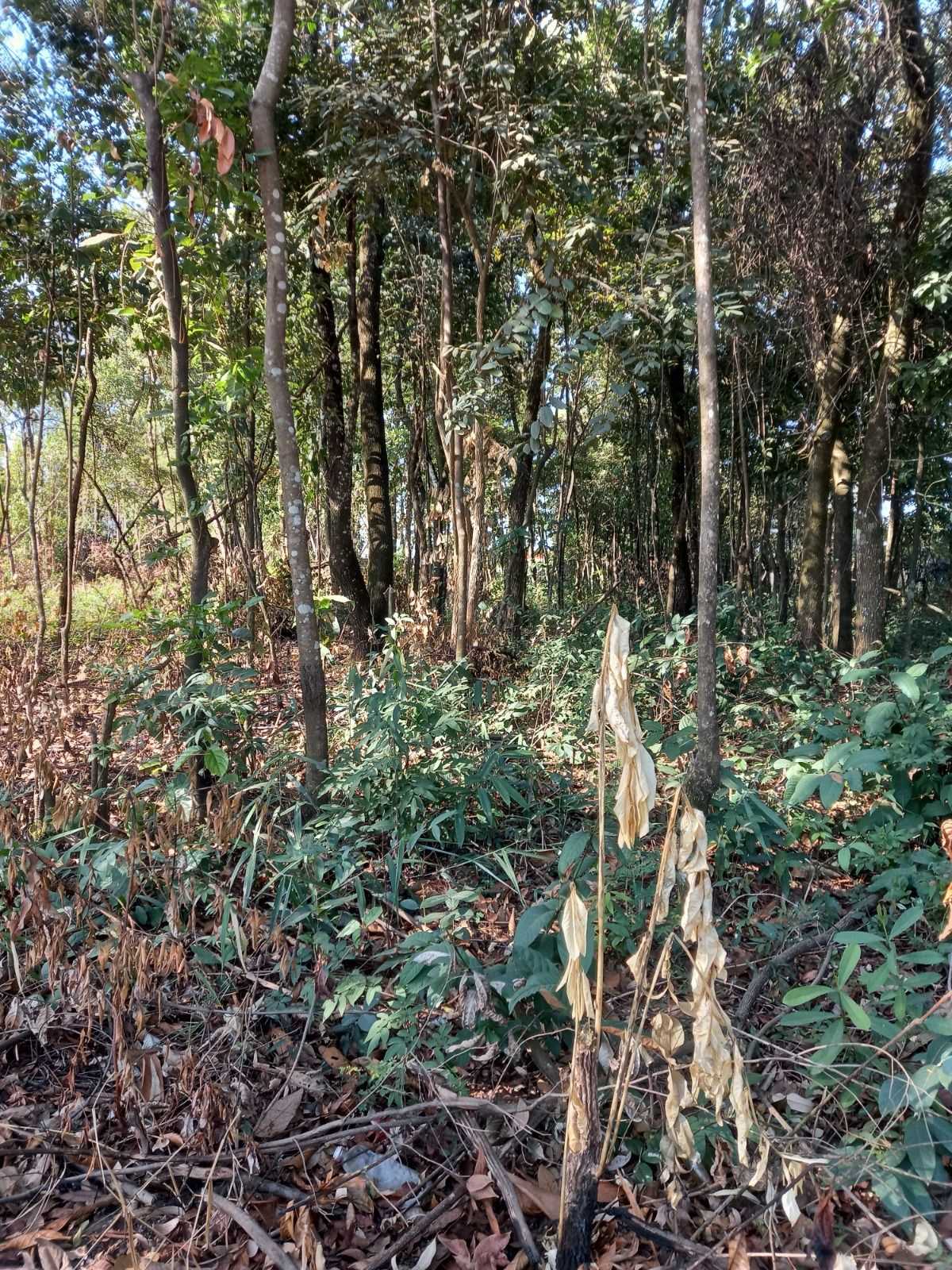 Terreno à venda, 1000m² - Foto 3