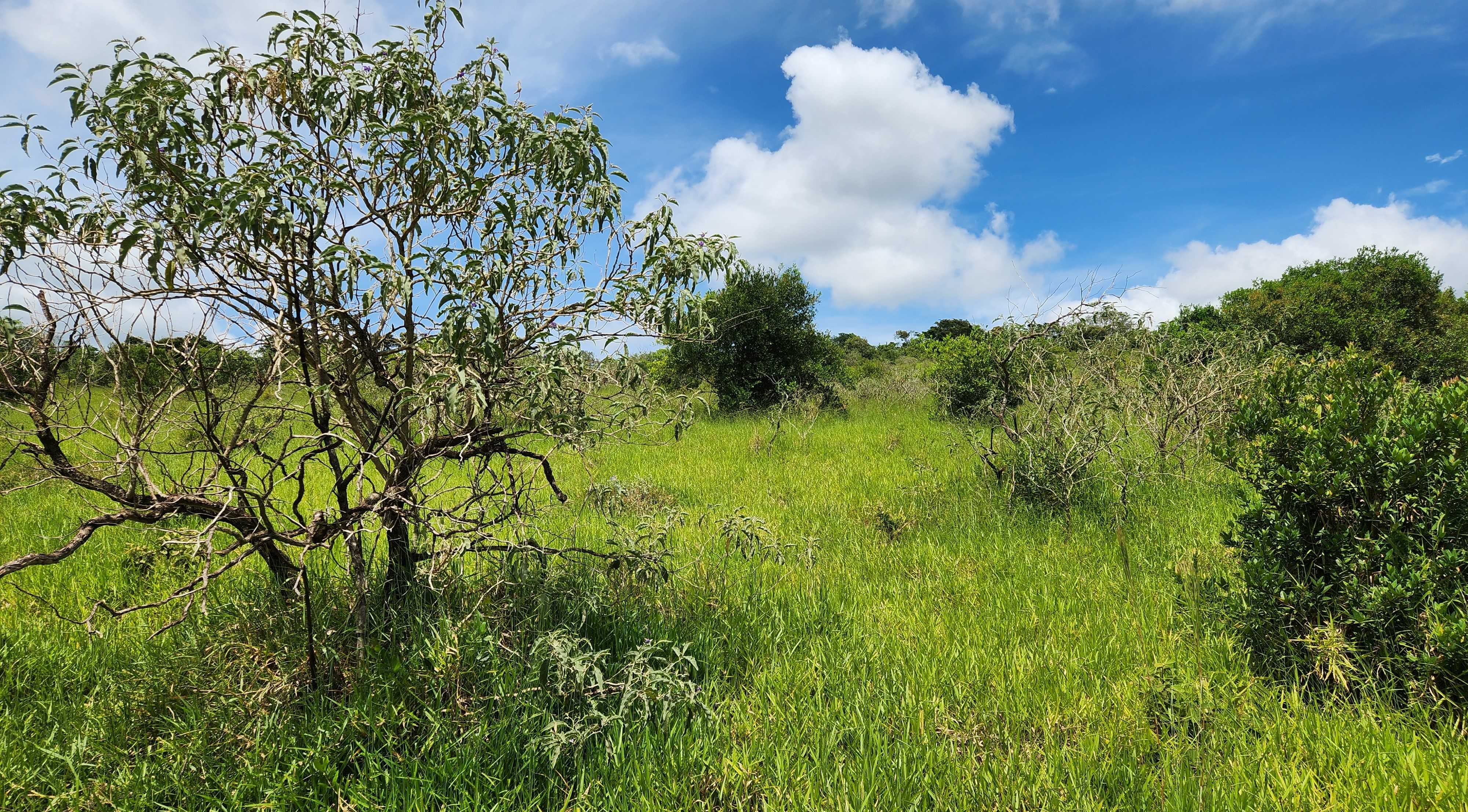 Chácara à venda com 1 quarto, 1210000m² - Foto 14