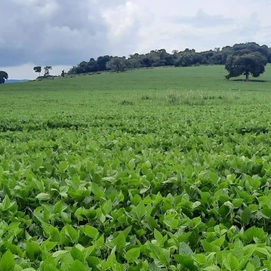 Chácara à venda com 3 quartos, 2662000m² - Foto 2