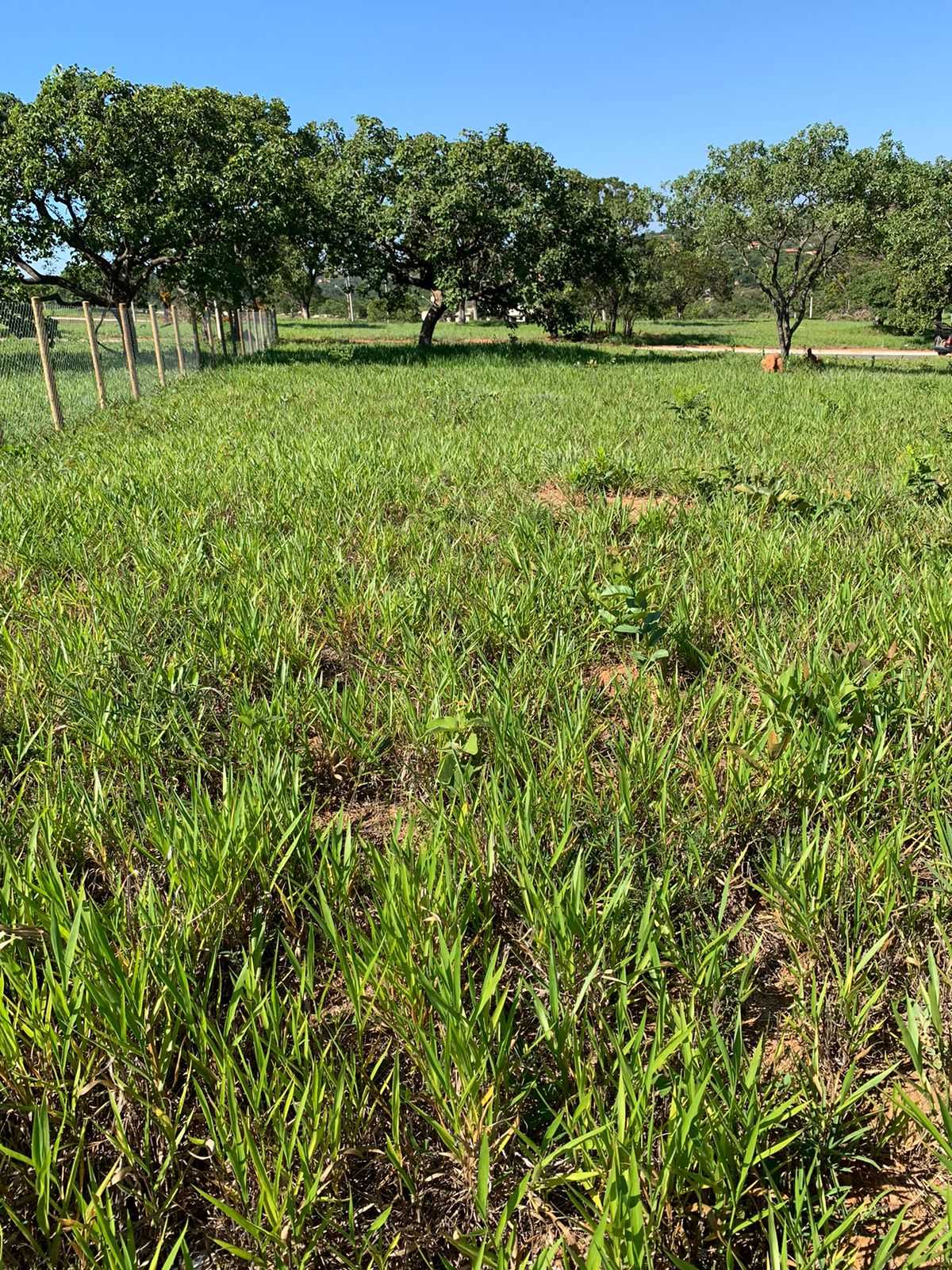 Terreno à venda, 1000m² - Foto 2