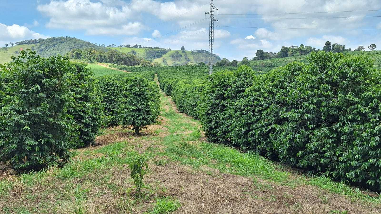 Chácara, 2 quartos, 46 hectares - Foto 1