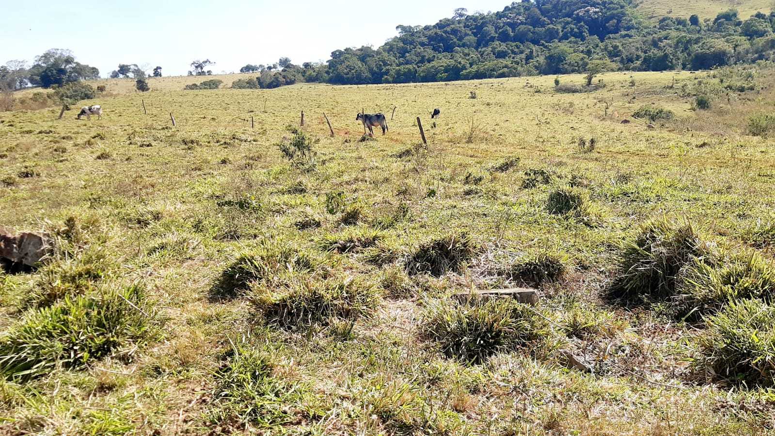 Chácara à venda com 2 quartos, 556600m² - Foto 20