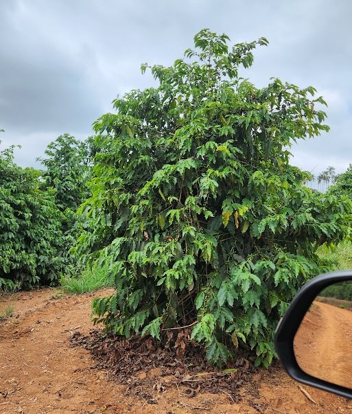 Chácara à venda com 1 quarto, 733000m² - Foto 6