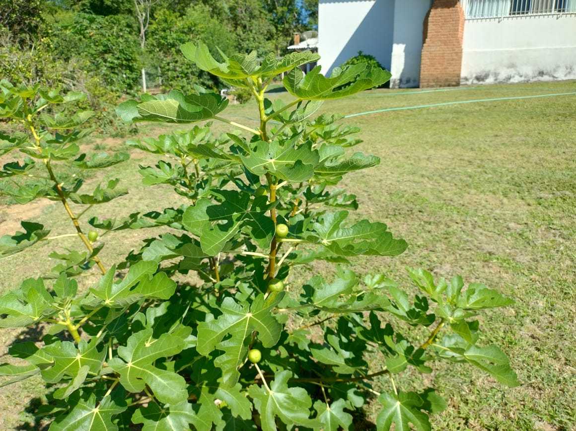 Chácara à venda com 3 quartos, 396000m² - Foto 24