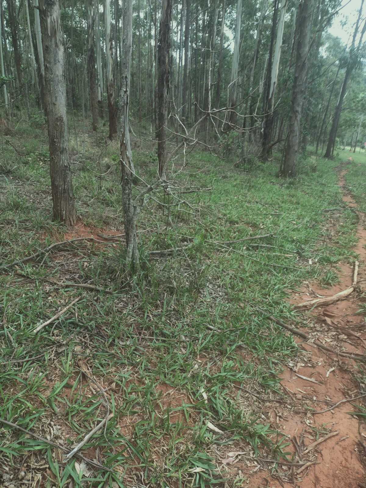 Chácara à venda com 1 quarto, 600000m² - Foto 5