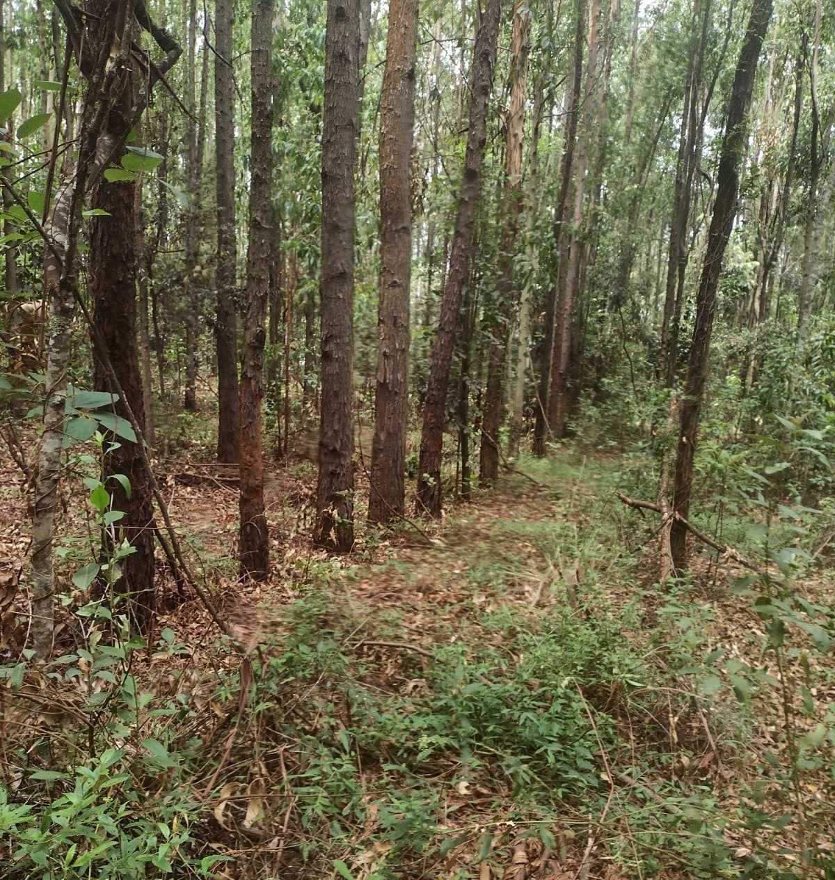 Chácara à venda com 1 quarto, 600000m² - Foto 8