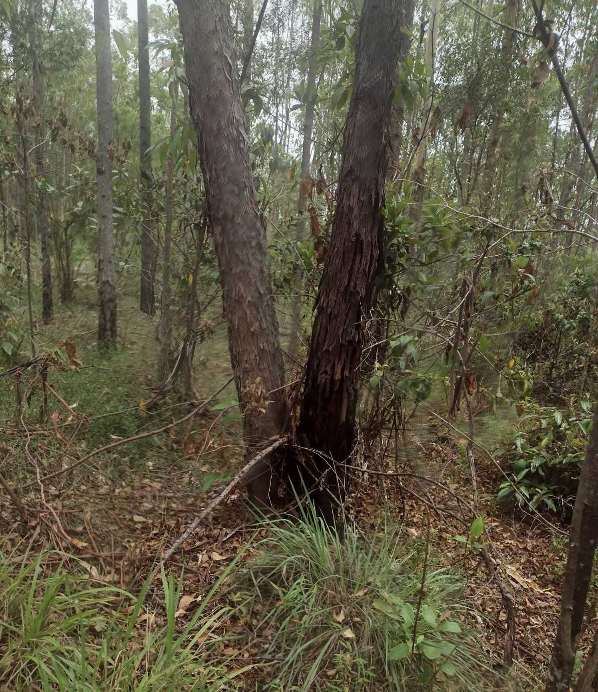 Chácara à venda com 1 quarto, 600000m² - Foto 10