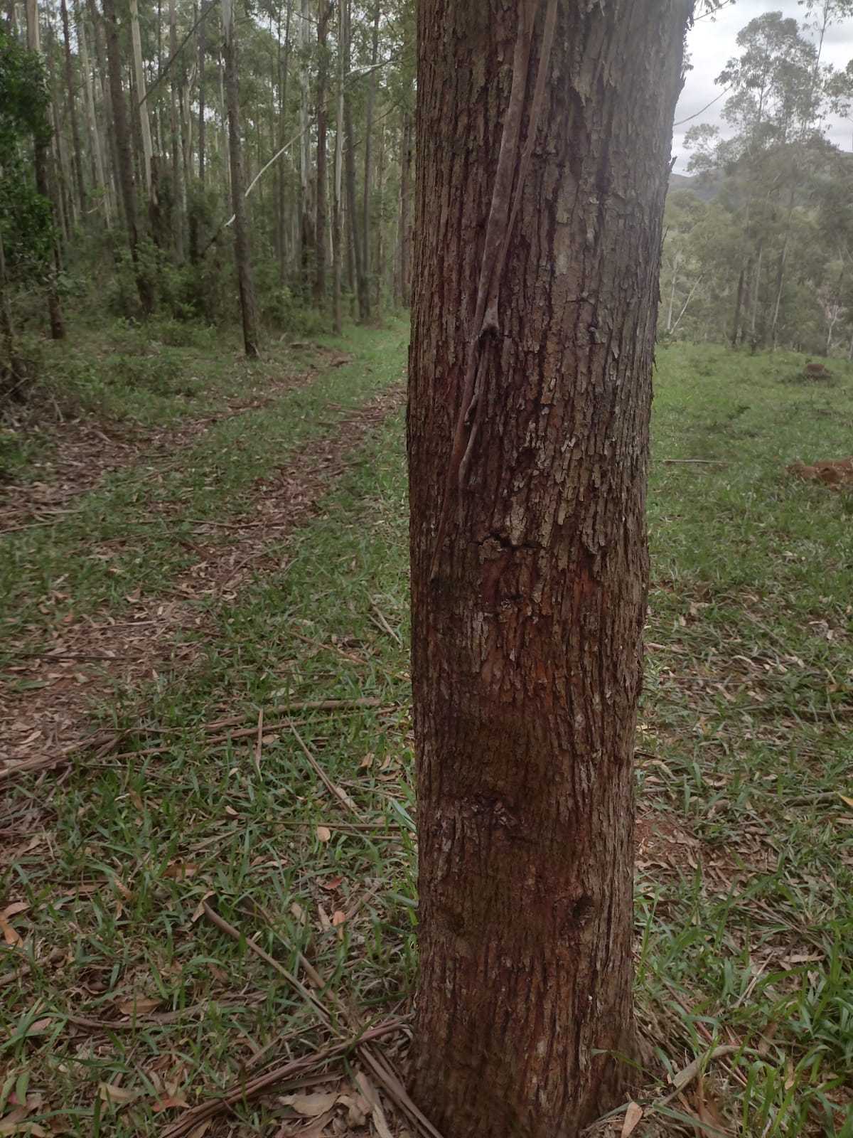 Chácara à venda com 1 quarto, 600000m² - Foto 6