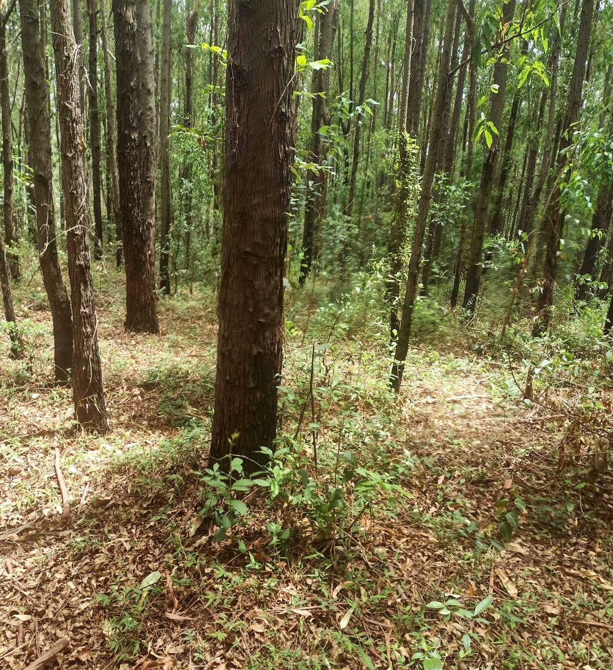 Chácara à venda com 1 quarto, 600000m² - Foto 7