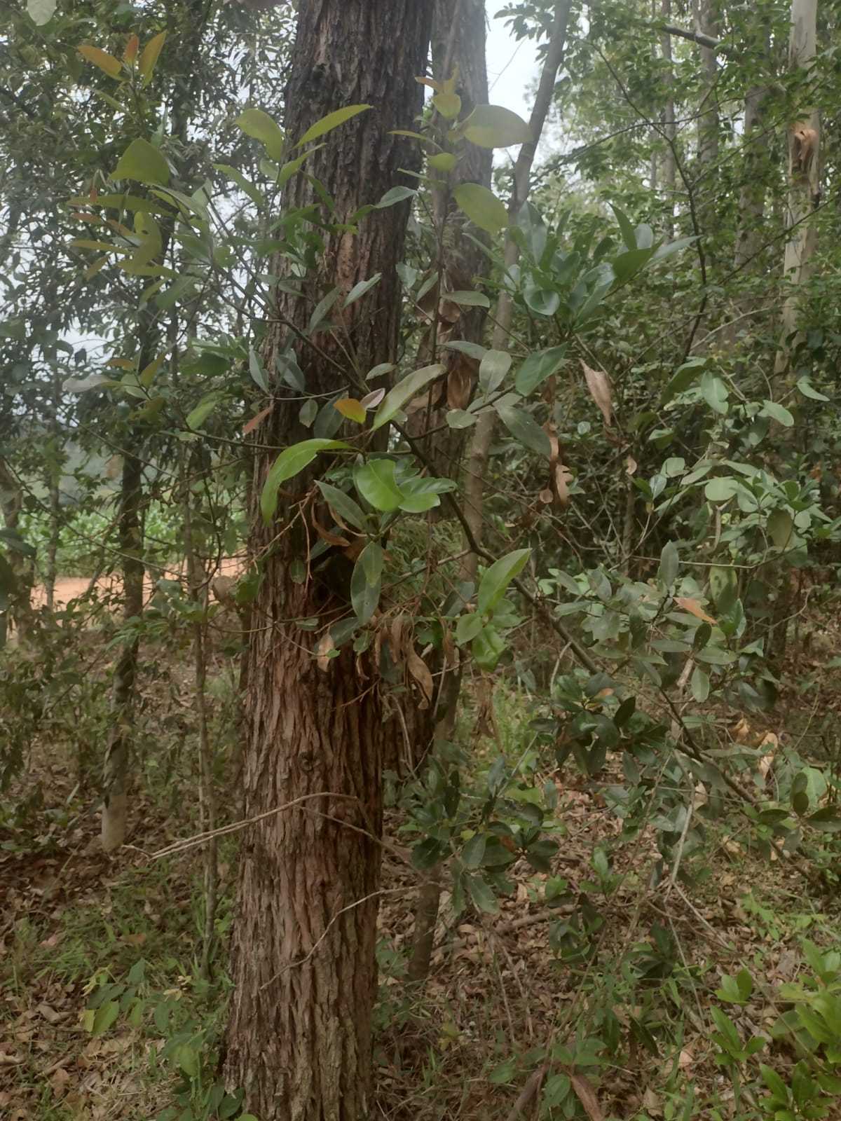 Chácara à venda com 1 quarto, 600000m² - Foto 11