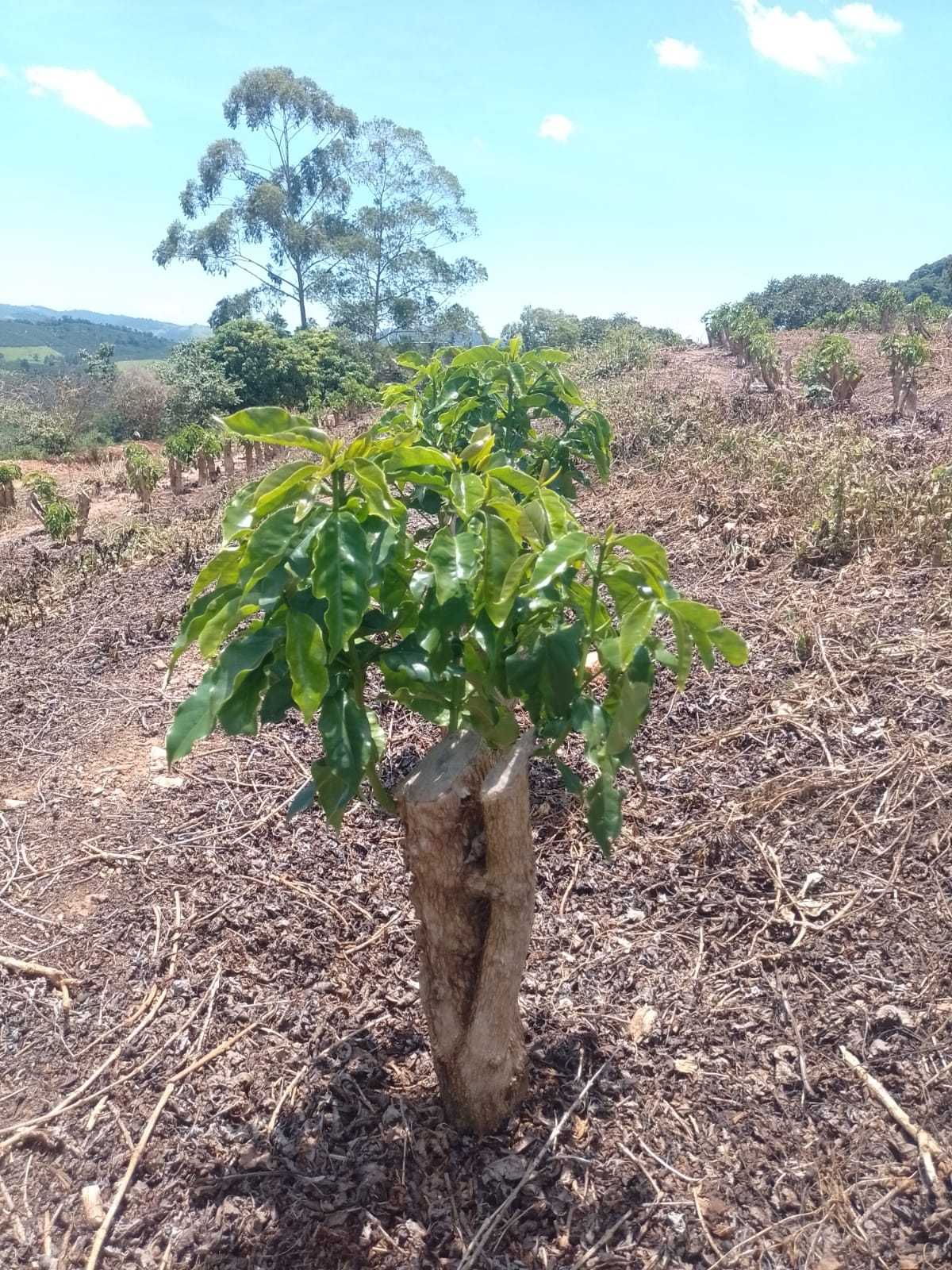 Chácara à venda com 1 quarto, 1600000m² - Foto 10