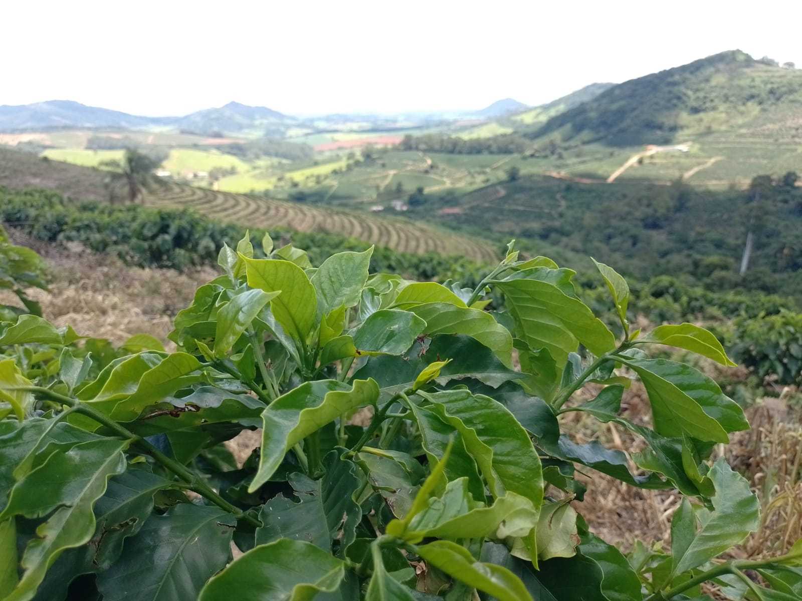 Chácara à venda com 1 quarto, 1600000m² - Foto 14