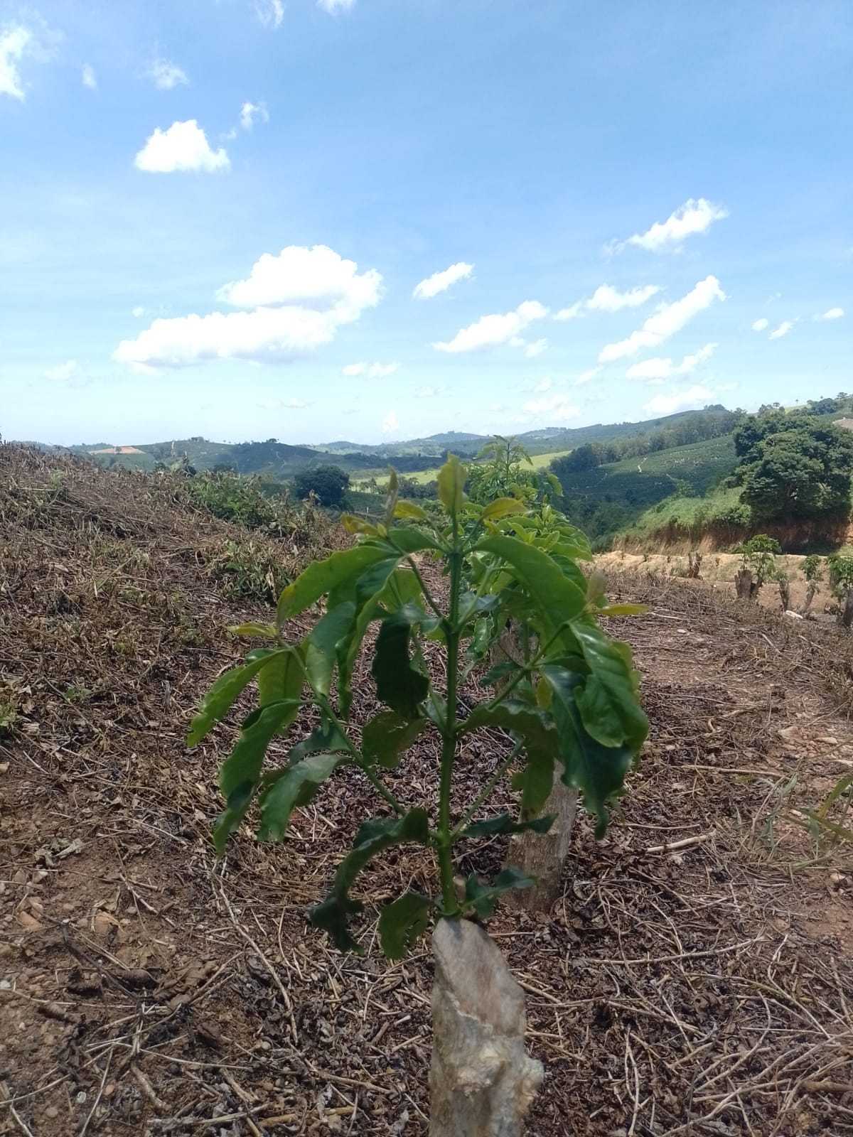 Chácara à venda com 1 quarto, 1600000m² - Foto 11