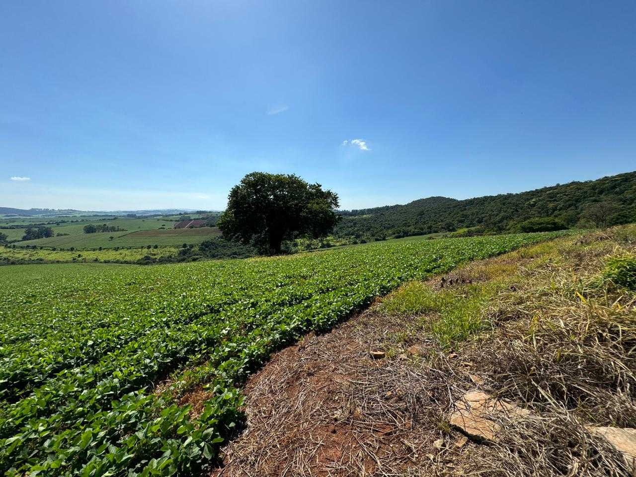 Chácara à venda com 2 quartos, 484000m² - Foto 6