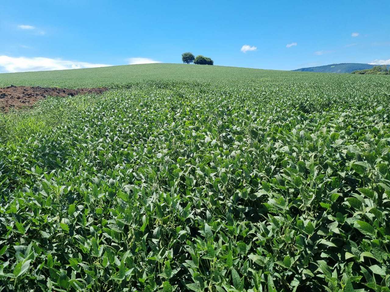 Chácara à venda com 4 quartos, 1452000m² - Foto 1