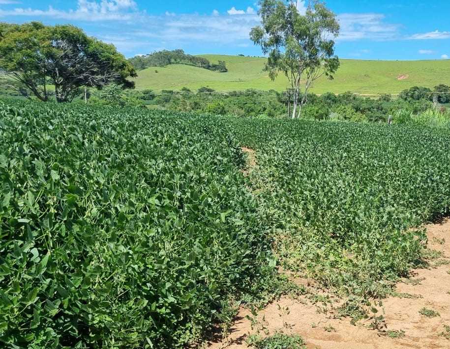 Chácara, 4 quartos, 145 hectares - Foto 4