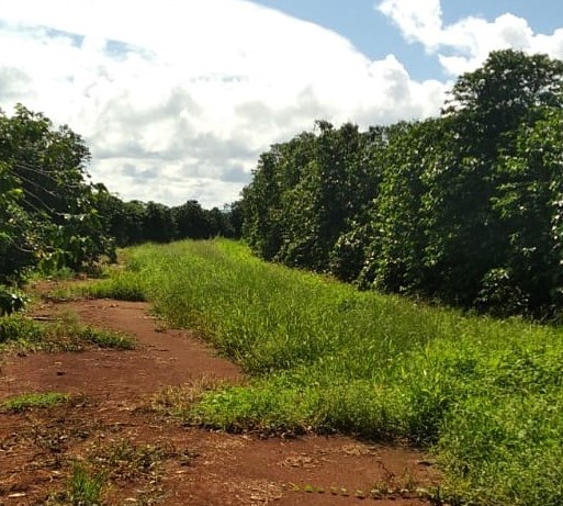 Chácara à venda com 1 quarto - Foto 4