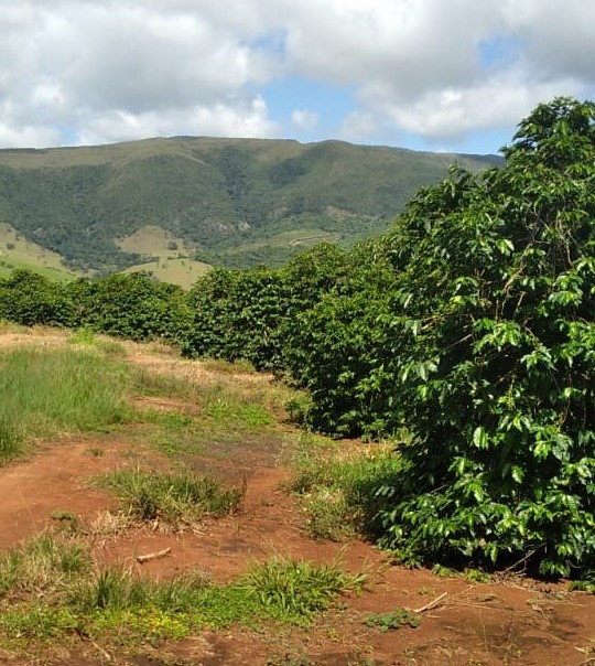 Chácara à venda com 1 quarto - Foto 6