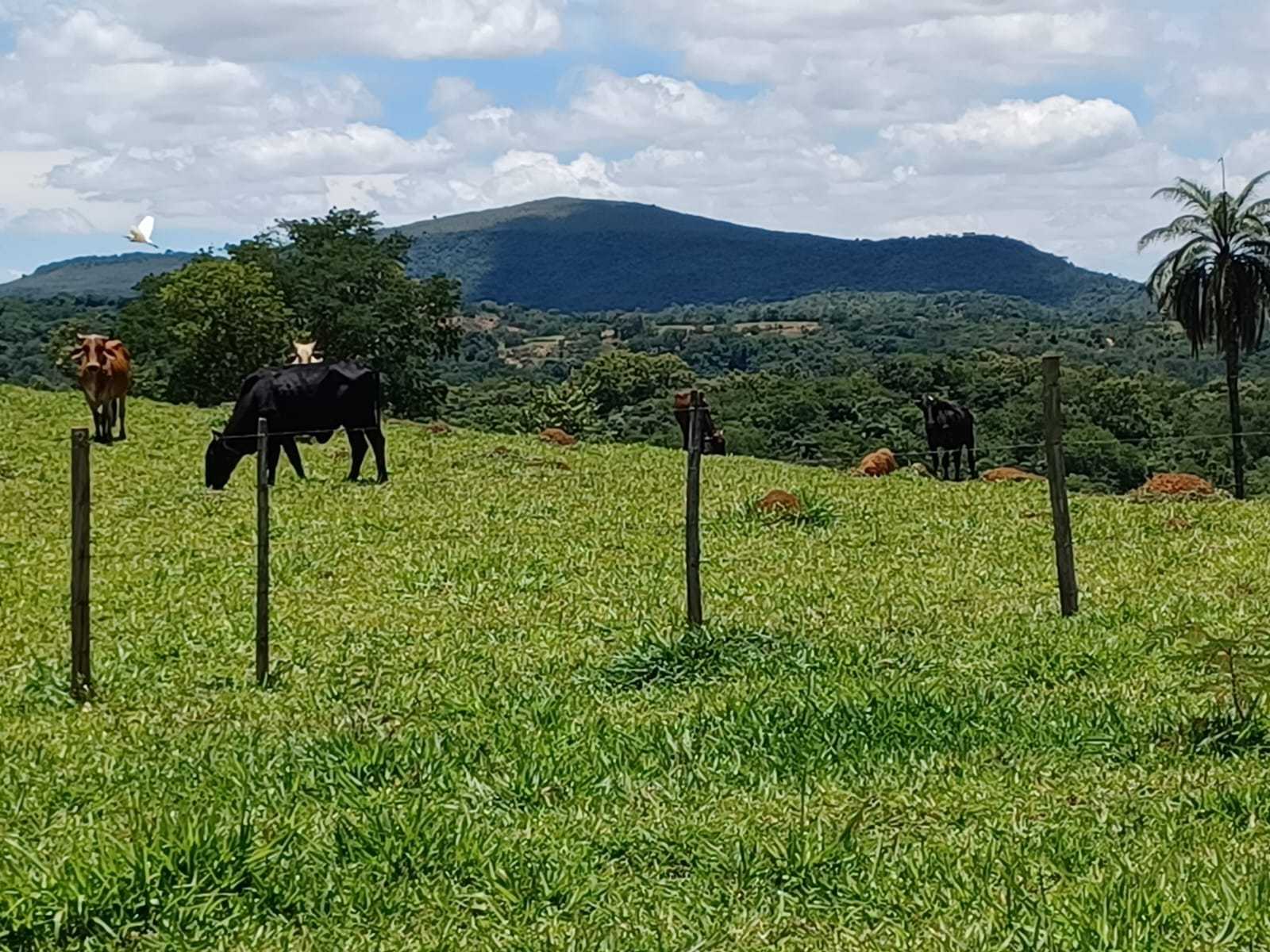 Chácara à venda com 3 quartos, 800000m² - Foto 6