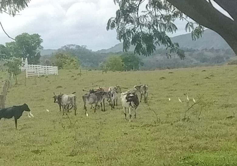 Chácara à venda com 3 quartos, 800000m² - Foto 2