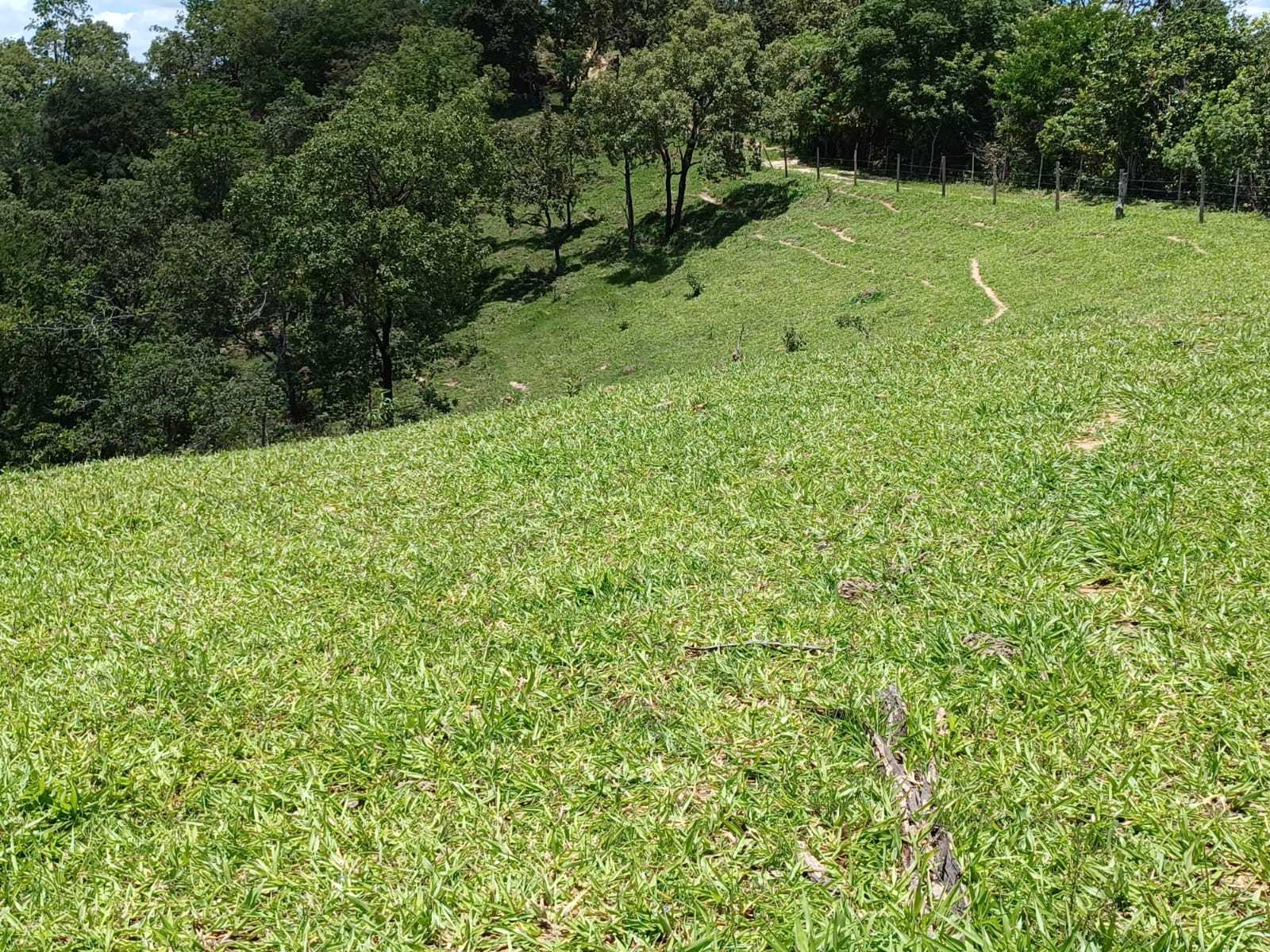 Chácara à venda com 3 quartos, 800000m² - Foto 18