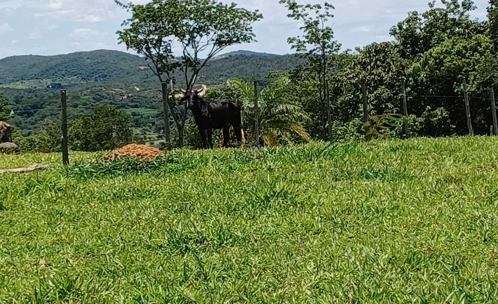 Chácara à venda com 3 quartos, 800000m² - Foto 5