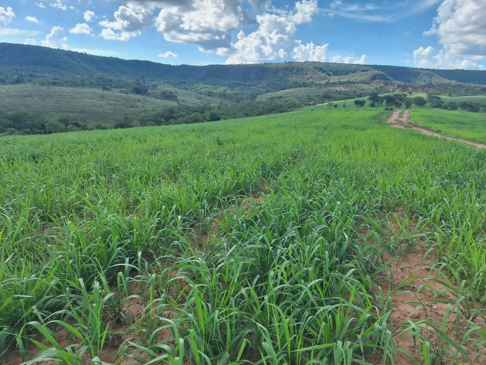 Chácara à venda com 2 quartos, 12500000m² - Foto 3