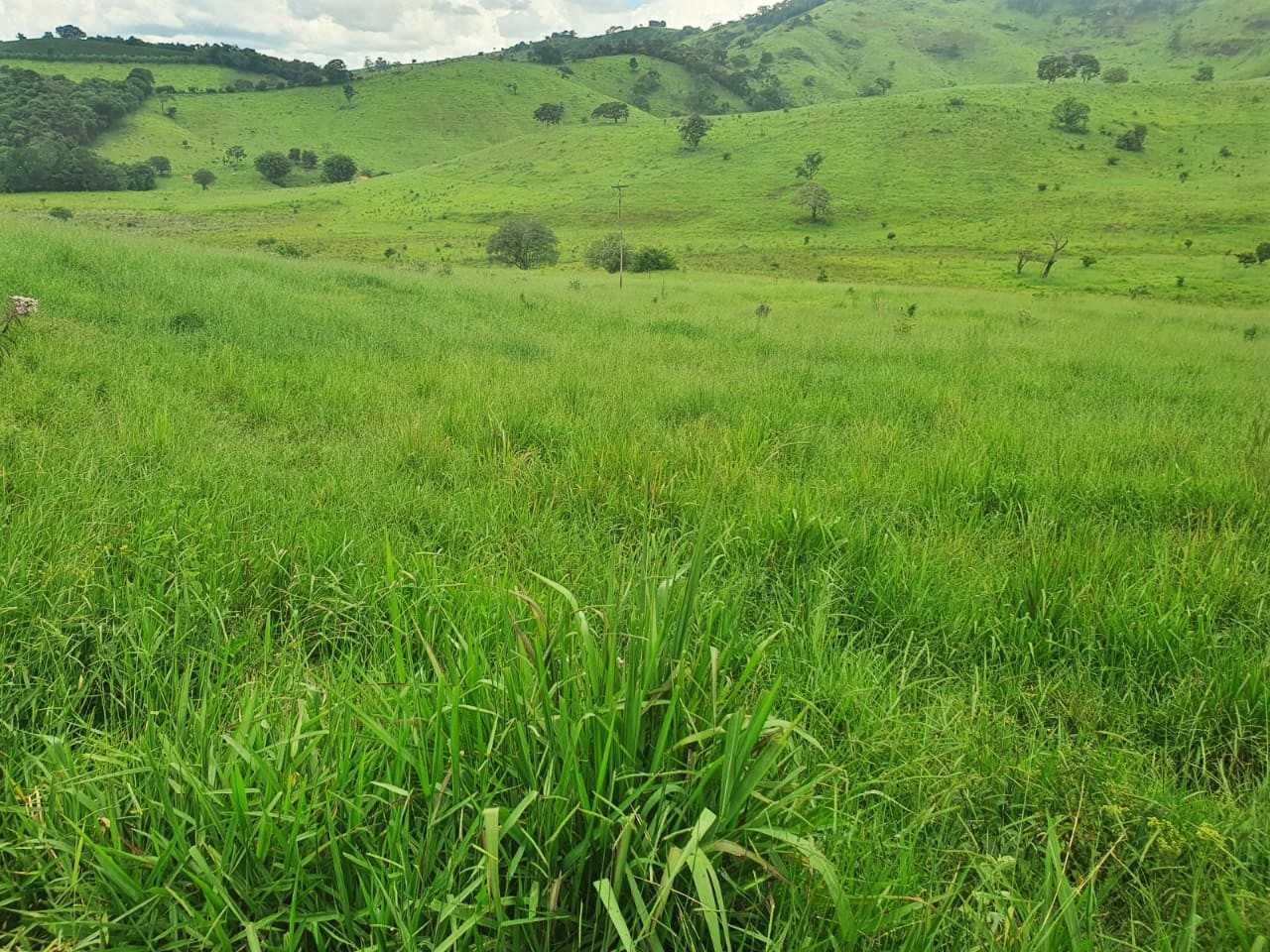 Chácara à venda com 4 quartos, 2080000m² - Foto 4