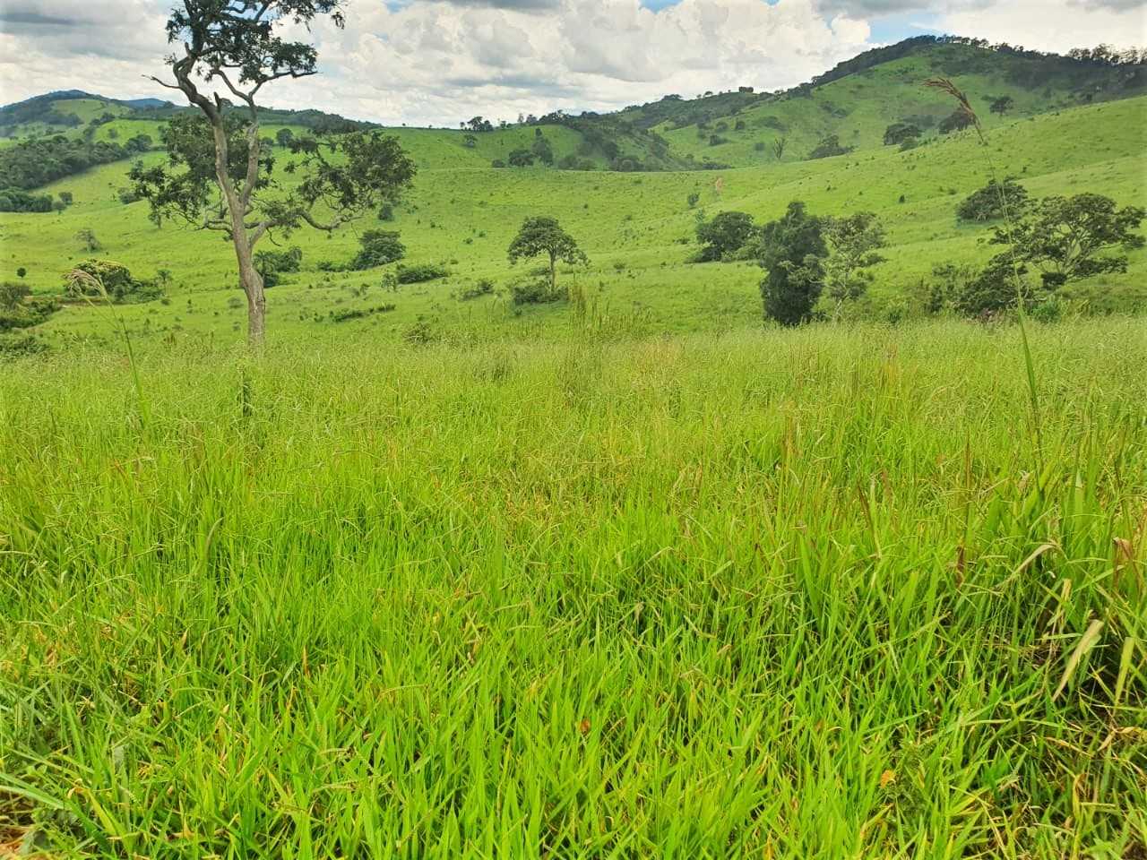 Chácara à venda com 4 quartos, 2080000m² - Foto 6