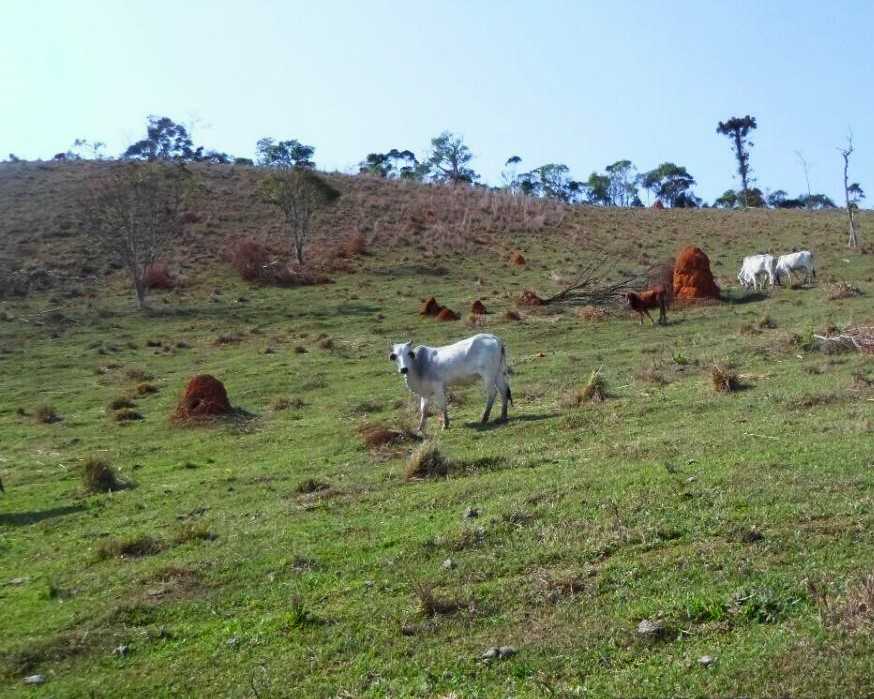 Chácara à venda com 2 quartos, 5400000m² - Foto 6